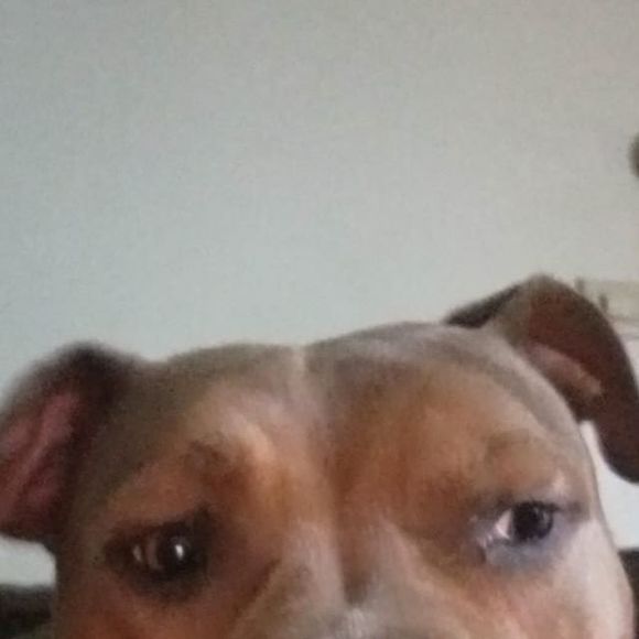 Meet your Posher, Thomas - Picture 1 of 1